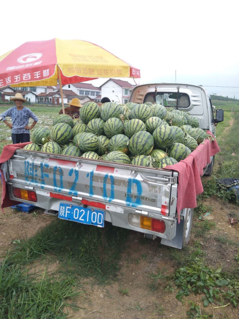 西龙八号西瓜，八斤打底九成熟，山坡一茬瓜包熟包甜