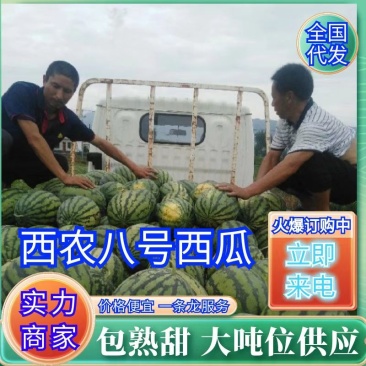 西龙八号西瓜，八斤打底九成熟，山坡一茬瓜包熟包甜