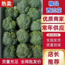 河北西兰花，耐寒优秀西兰花0.8~1.2斤，产地直发