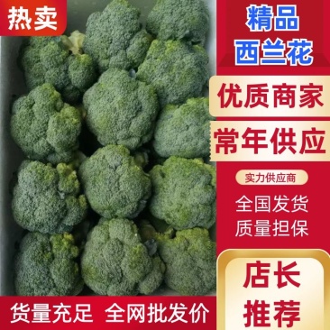 河北西兰花，耐寒优秀西兰花0.8~1.2斤，产地直发