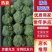 河北西兰花，耐寒优秀西兰花0.8~1.2斤，产地直发
