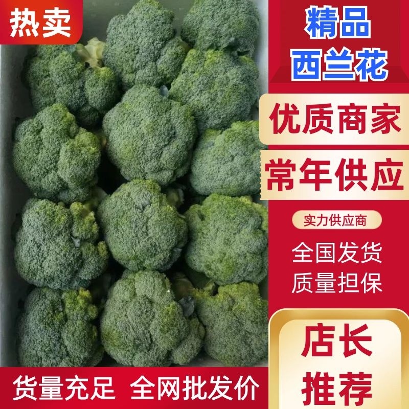 河北西兰花，耐寒优秀西兰花0.8~1.2斤，产地直发