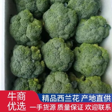 耐寒优秀西兰花0.8~1.5斤，产地直发，质量保证