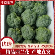 【推荐】耐寒优秀西兰花2~2.5斤，产地直供，欢迎联系