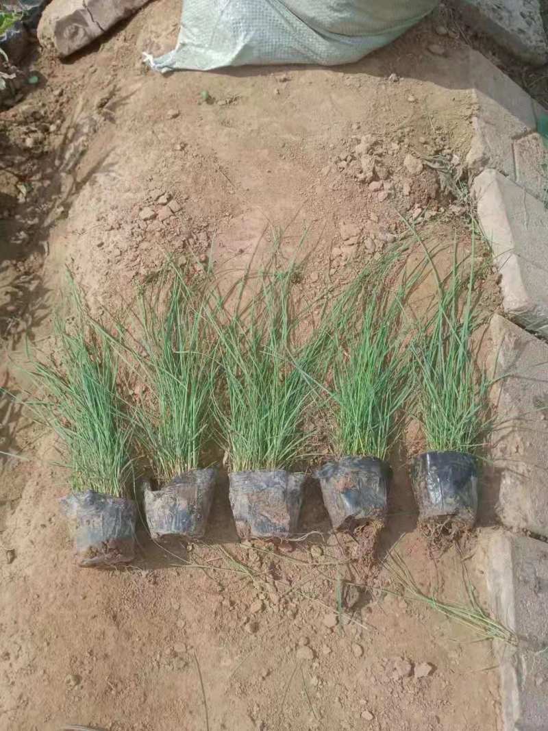 【物优价廉】山东粉黛乱子草基地直销大量有货，量大从优