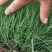 【物优价廉】山东粉黛乱子草基地直销大量有货，量大从优