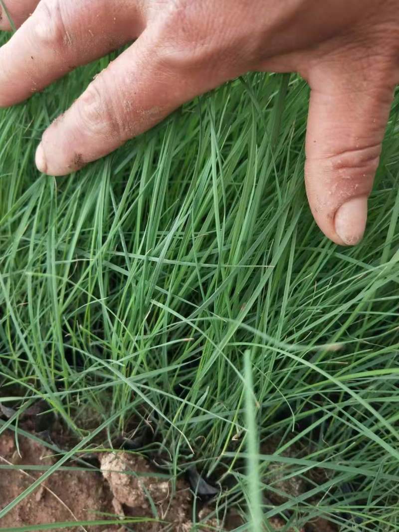 【物优价廉】山东粉黛乱子草基地直销大量有货，量大从优