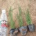 【物优价廉】山东粉黛乱子草基地直销大量有货，量大从优