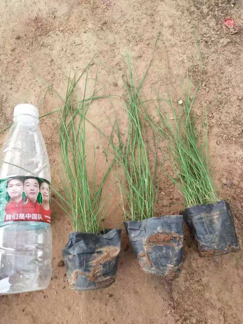 【物优价廉】山东粉黛乱子草基地直销大量有货，量大从优