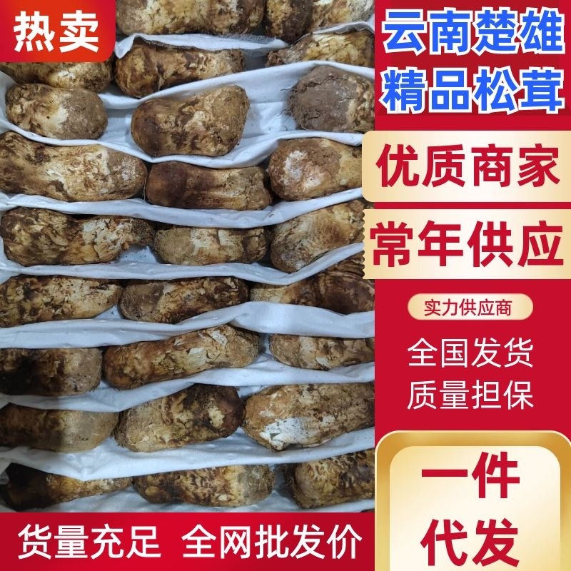 原产地鲜松茸、一件代发！支持淘宝、拼多多、电商！一斤起批