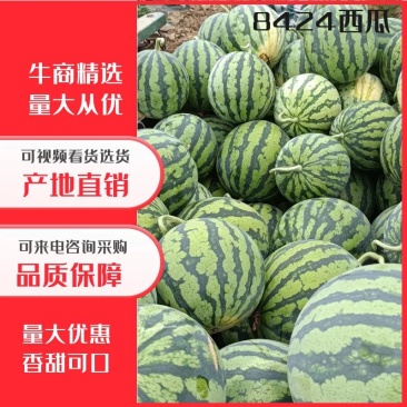 湖北宜昌本地露天麒麟西瓜8424大量上市中