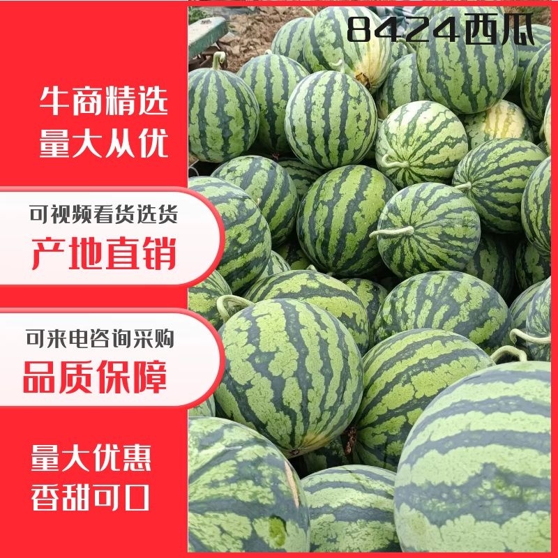 湖北宜昌本地露天麒麟西瓜8424大量上市中