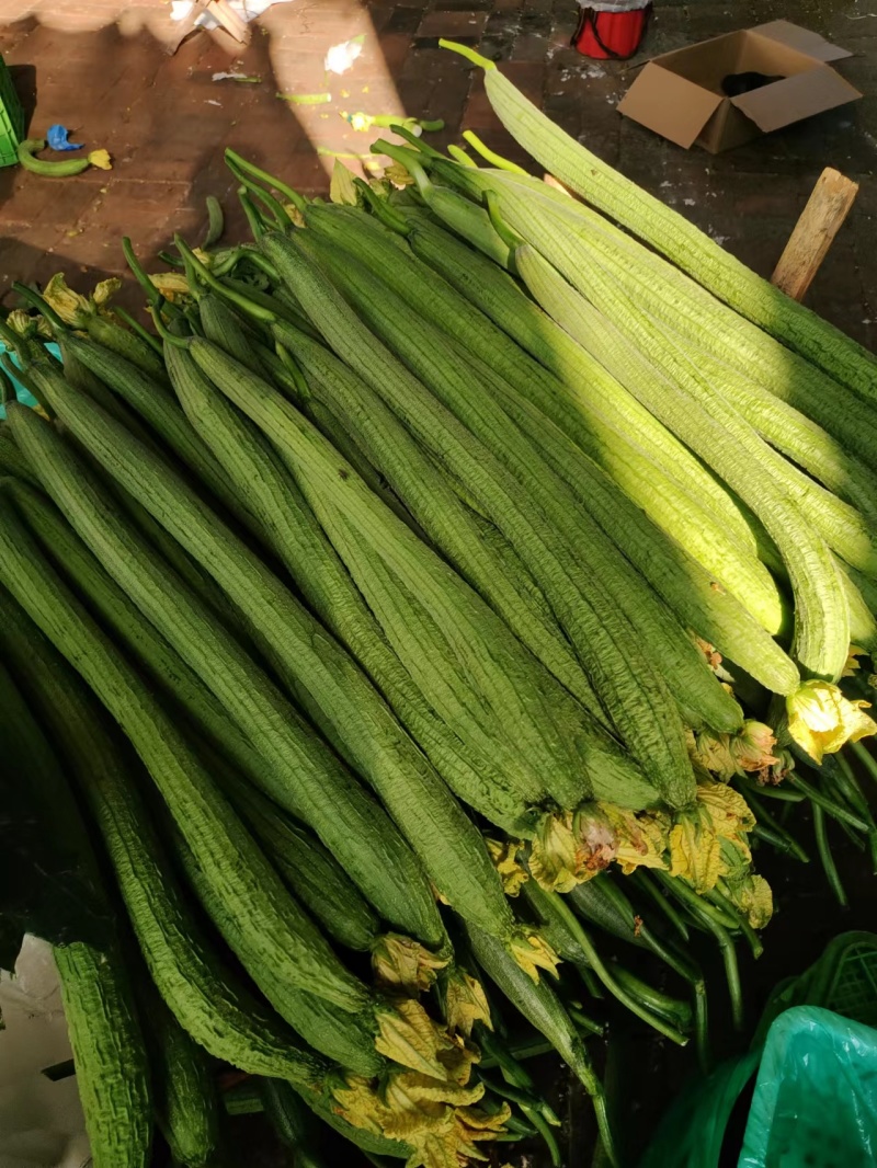 【大量供货】濮阳精品鲜花丝瓜、价格便宜、大量有货、全国直发