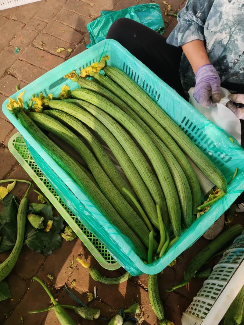 【大量供货】濮阳精品鲜花丝瓜、价格便宜、大量有货、全国直发