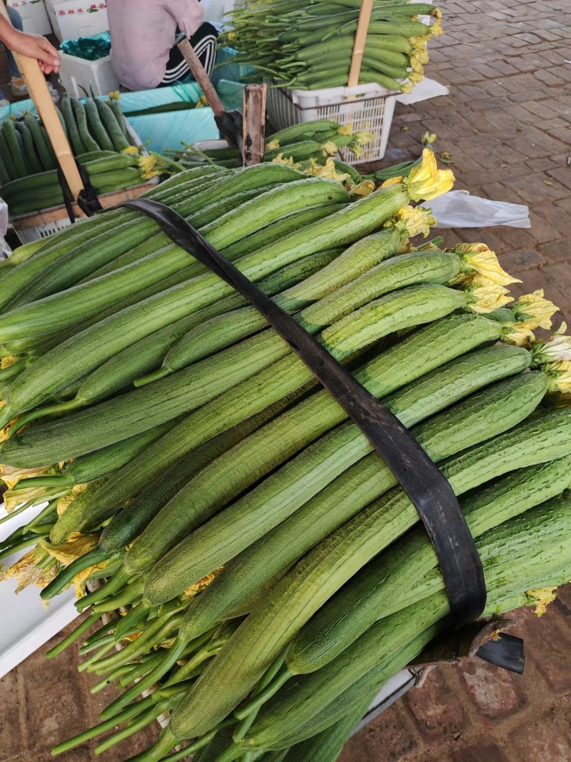 【大量供货】濮阳精品鲜花丝瓜、价格便宜、大量有货、全国直发