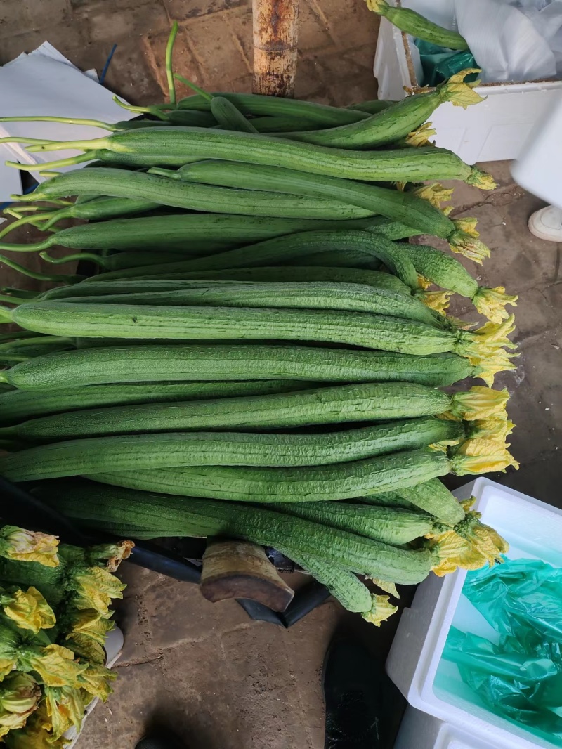 【大量供货】濮阳精品鲜花丝瓜、价格便宜、大量有货、全国直发