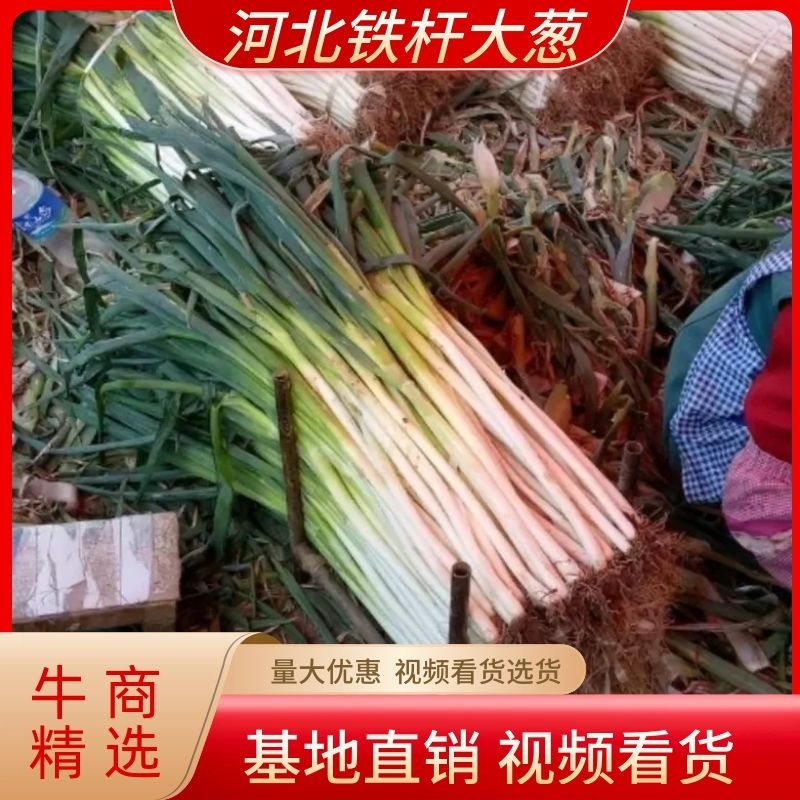 【精品】河北铁杆大葱货源充足基地直供味美硬直！