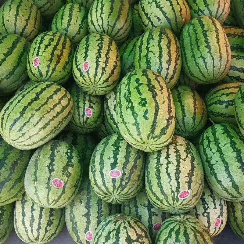 宁夏硒砂瓜基地直供一手货源品质保证诚信经营欢迎