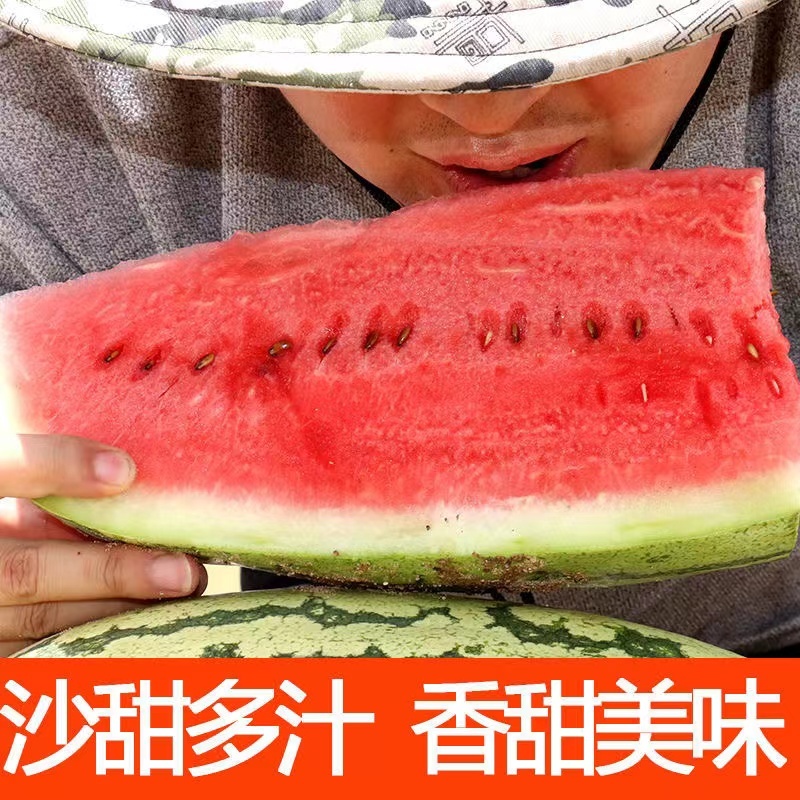 宁夏硒砂瓜基地直供一手货源品质保证诚信经营欢迎
