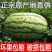 宁夏硒砂瓜基地直供一手货源品质保证诚信经营欢迎