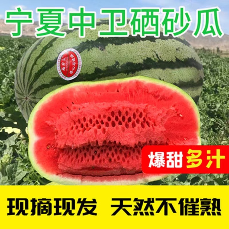 宁夏硒砂瓜基地直供一手货源品质保证诚信经营欢迎