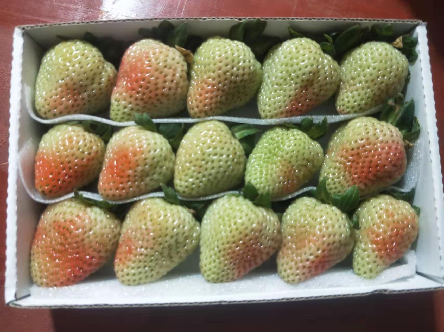 白草莓成熟果实散发出清甜香气
