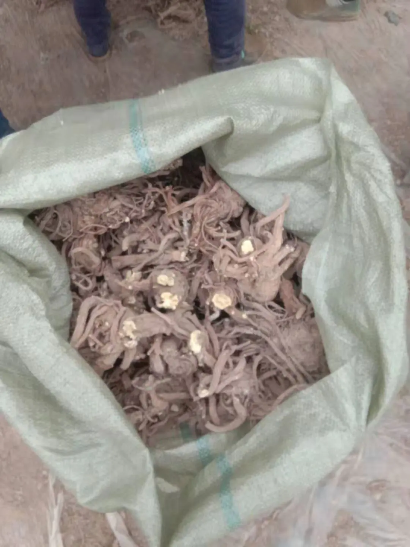 出售肉独活，统货大货供应，产地直发，量大价优，欢迎进店