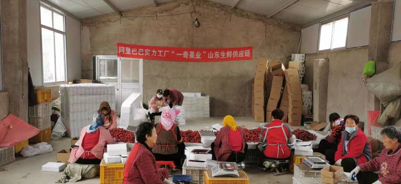 甘肃民勤人参果代发3/5斤新鲜应季沙漠仙果皮薄多汁