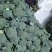 【诚信经营】西兰花兰州高原下大量有货，价格便宜欢迎来电