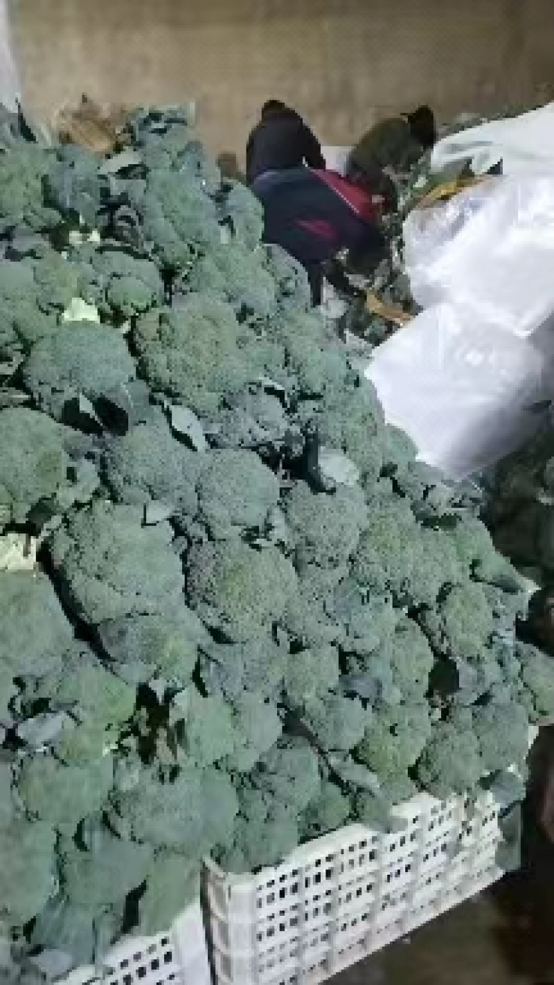 【诚信经营】西兰花兰州高原下大量有货，价格便宜欢迎来电