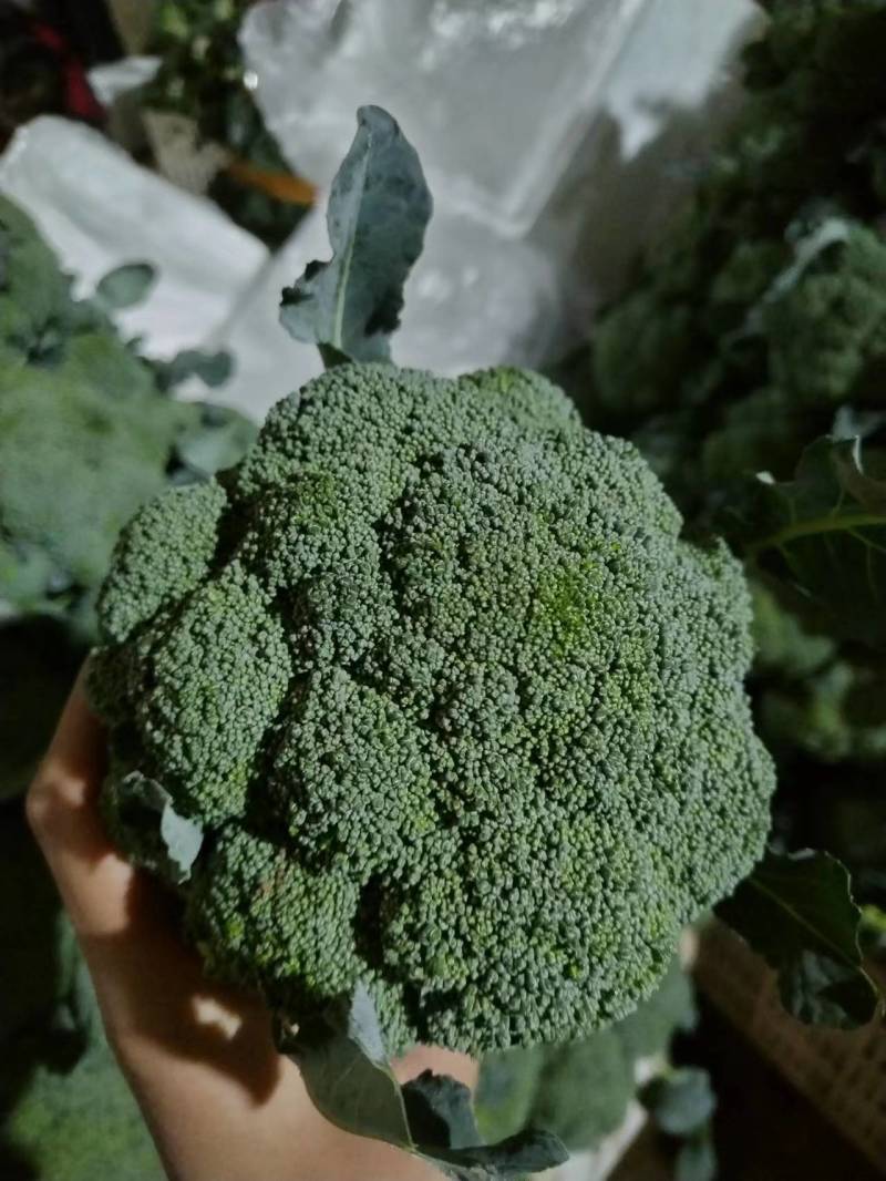 【诚信经营】西兰花兰州高原下大量有货，价格便宜欢迎来电
