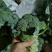 【诚信经营】西兰花兰州高原下大量有货，价格便宜欢迎来电