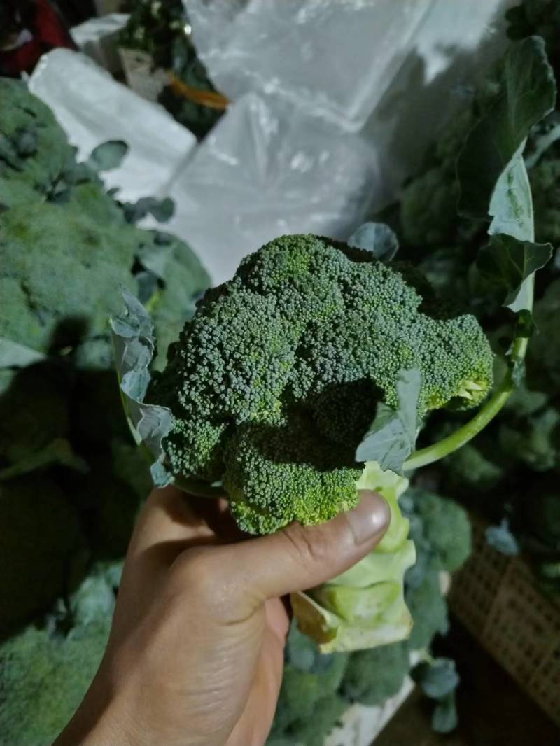 【诚信经营】西兰花兰州高原下大量有货，价格便宜欢迎来电