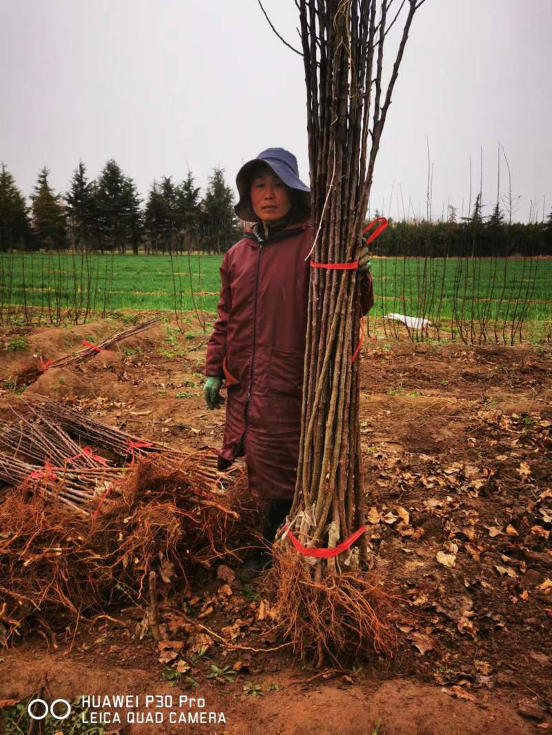 苹果乔化苗，产地直发，量大价优，欢迎进店联系