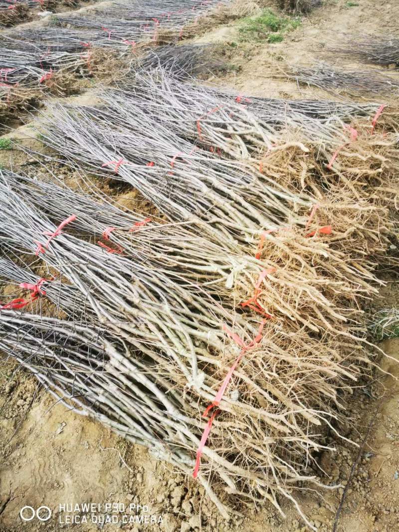苹果矮化苗，陕西矮化苹果苗，基地直发，质量保证