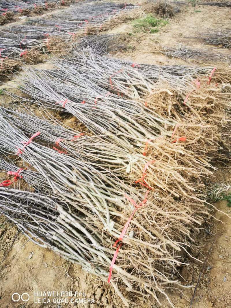 苹果矮化苗，陕西矮化苹果苗，基地直发，质量保证