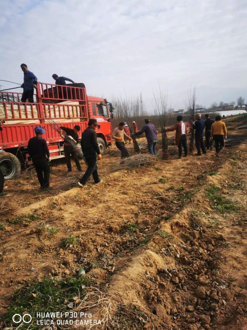 苹果矮化苗，陕西矮化苹果苗，基地直发，质量保证