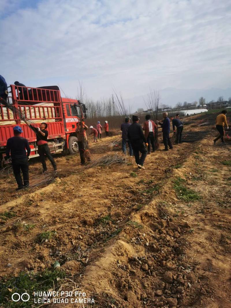 苹果矮化苗，陕西矮化苹果苗，基地直发，质量保证