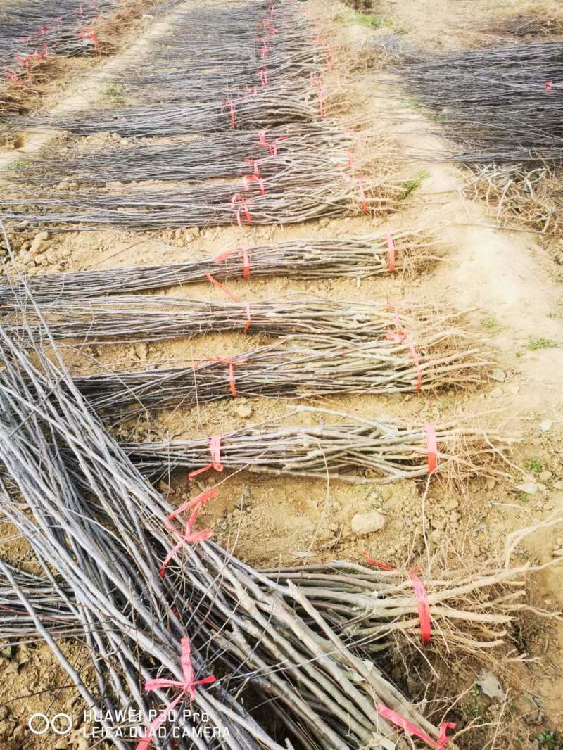 苹果矮化苗，陕西矮化苹果苗，基地直发，质量保证