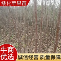 苹果矮化苗，陕西矮化苹果苗，基地直发，质量保证