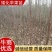 苹果矮化苗，陕西矮化苹果苗，基地直发，质量保证