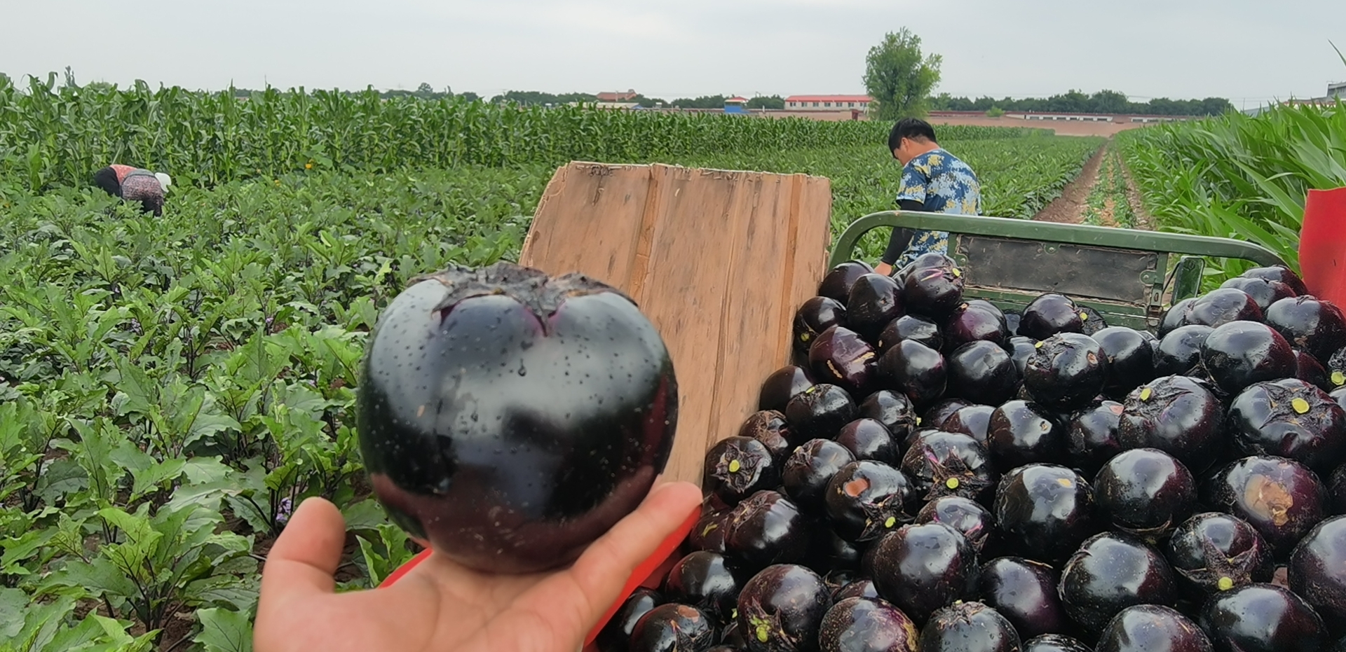 展示农户正在采摘成熟的紫光圆茄,果实整齐堆放在田间运输车上 紫光圆茄采收现场