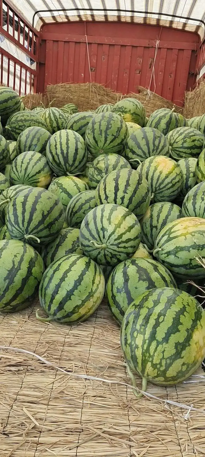 美都西瓜，河南夏邑美都西瓜，无籽美都西瓜，供应全国