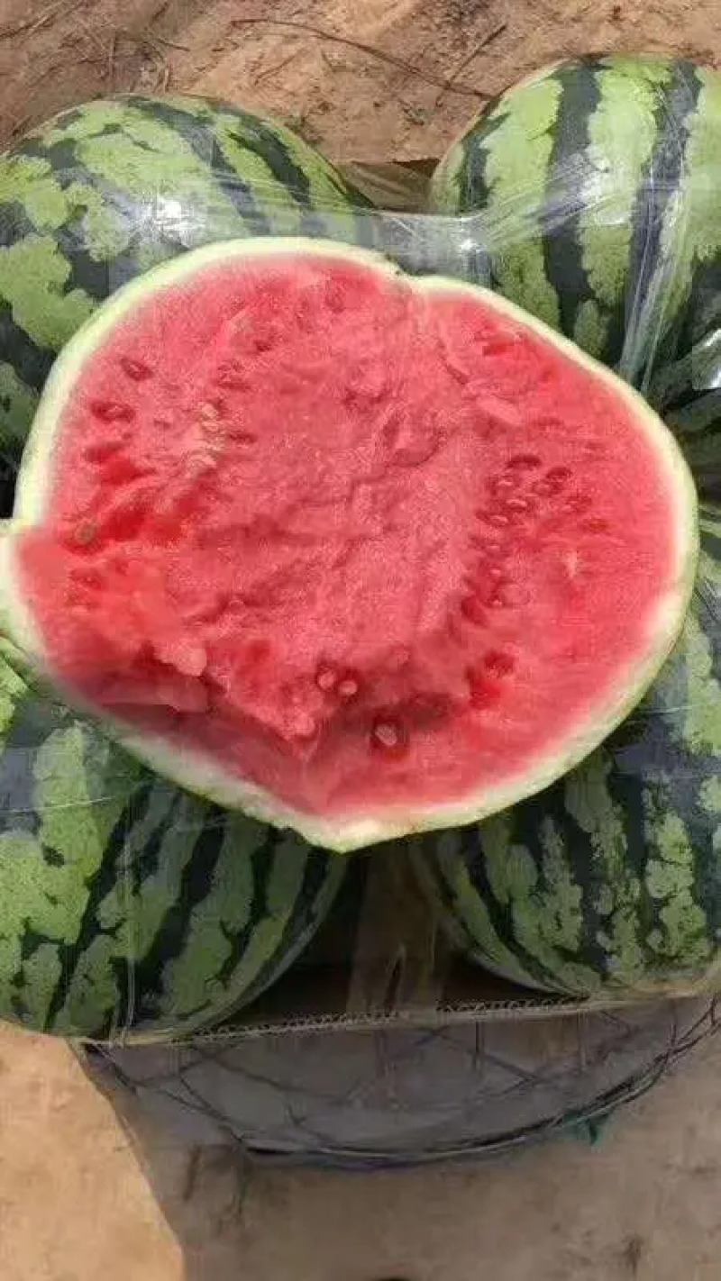 美都西瓜，河南夏邑美都西瓜，无籽美都西瓜，供应全国