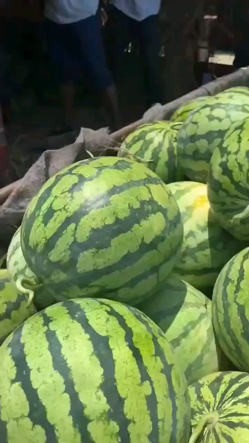 美都西瓜，河南夏邑美都西瓜，无籽美都西瓜，供应全国