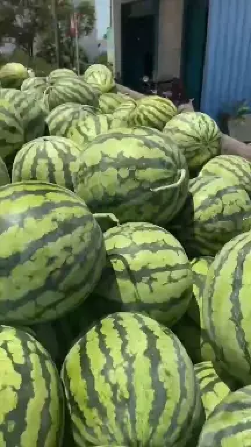 美都西瓜，河南夏邑美都西瓜，无籽美都西瓜，供应全国