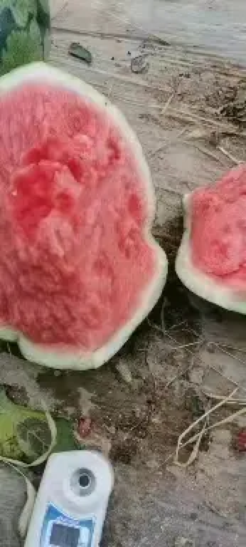 美都西瓜，河南夏邑美都西瓜，无籽美都西瓜，供应全国