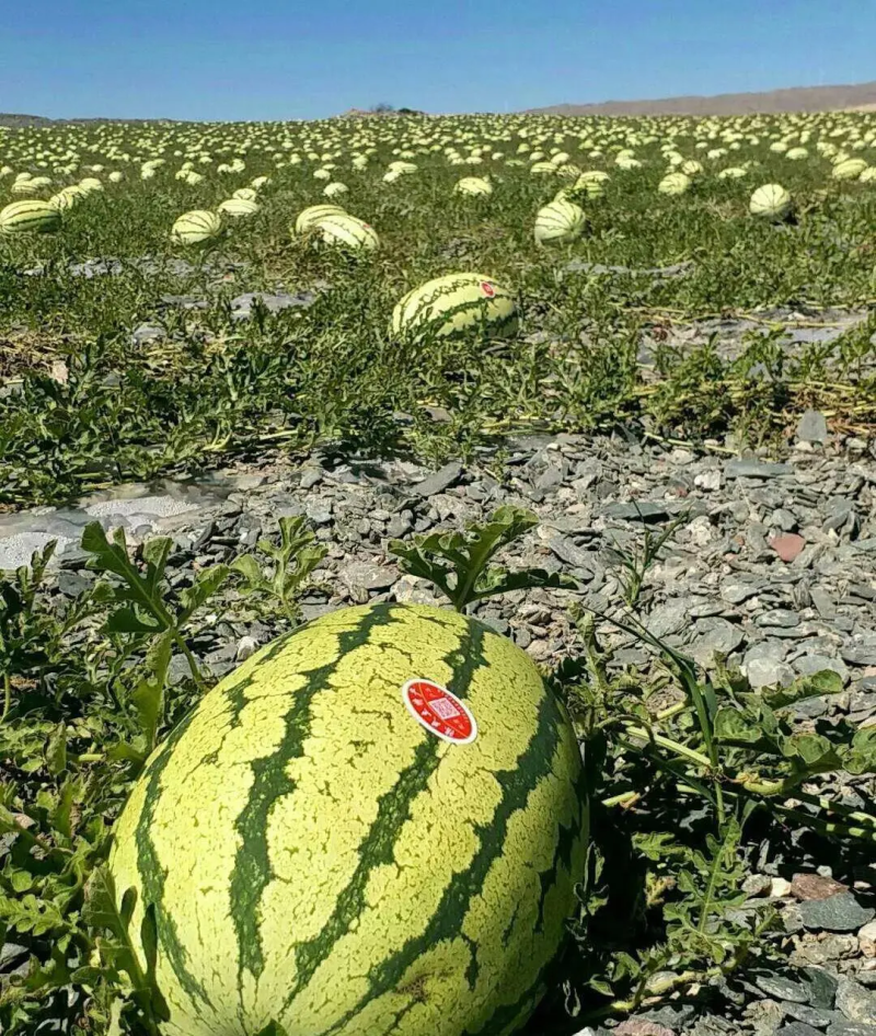 【牛商推荐】金花6号西瓜宁夏西瓜产地直发质量保证欢迎来电