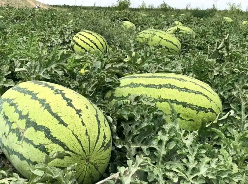 【牛商推荐】金花6号西瓜宁夏西瓜产地直发质量保证欢迎来电