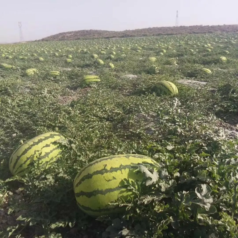 【牛商推荐】金花6号西瓜宁夏西瓜产地直发质量保证欢迎来电